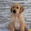 Image of Kash, a Golden Retriever puppy