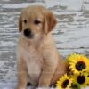 Image of Kash, a Golden Retriever puppy