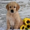 Image of Kash, a Golden Retriever puppy