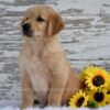 Image of Kash, a Golden Retriever puppy