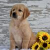 Image of Kash, a Golden Retriever puppy