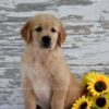 Image of Kash, a Golden Retriever puppy