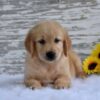 Image of Kash, a Golden Retriever puppy
