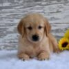 Image of Kash, a Golden Retriever puppy