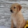 Image of Kash, a Golden Retriever puppy