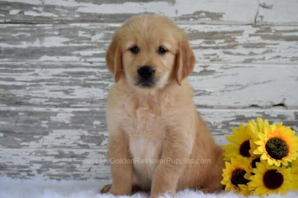 Image of Kash, a Golden Retriever puppy