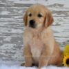 Image of Kash, a Golden Retriever puppy