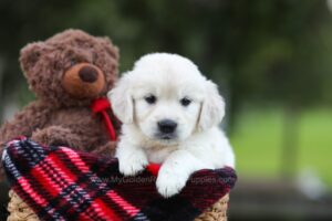 Image of Lacy, a Golden Retriever puppy