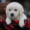 Image of Letti, a Golden Retriever puppy