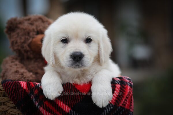 Image of Letti, a Golden Retriever puppy