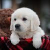 Image of Letti, a Golden Retriever puppy