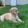 Image of Livi, a Golden Retriever puppy
