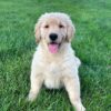 Image of Livi, a Golden Retriever puppy