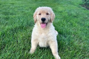 Image of Livi, a Golden Retriever puppy