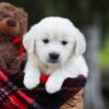 Image of Lila, a Golden Retriever puppy