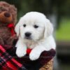 Image of Lila, a Golden Retriever puppy