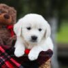 Image of Lila, a Golden Retriever puppy