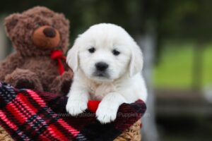 Image of Lila, a Golden Retriever puppy