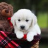 Image of Lila, a Golden Retriever puppy