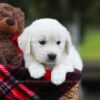 Image of Lila, a Golden Retriever puppy