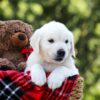 Image of Lilly, a Golden Retriever puppy