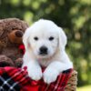 Image of Lilly, a Golden Retriever puppy