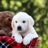 Image of Lilly, a Golden Retriever puppy