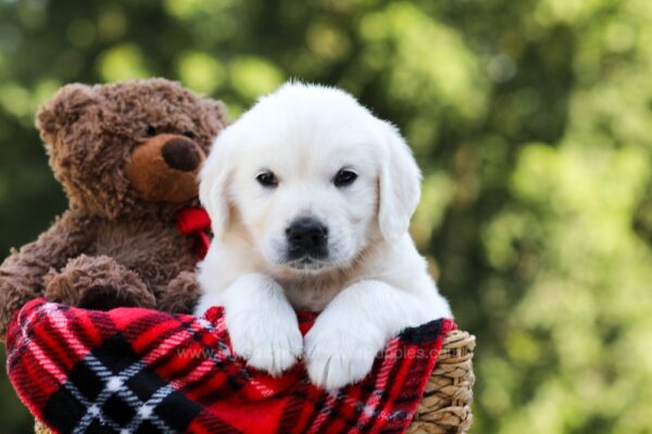 Image of Lilly, a Golden Retriever puppy