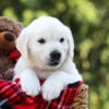 Image of Lilly, a Golden Retriever puppy