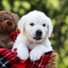 Image of Lilly, a Golden Retriever puppy