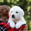 Image of Lilly, a Golden Retriever puppy