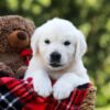 Image of Lilly, a Golden Retriever puppy