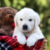 Image of Lilly, a Golden Retriever puppy