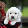 Image of Logan, a Golden Retriever puppy