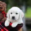 Image of Logan, a Golden Retriever puppy