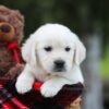 Image of Logan, a Golden Retriever puppy
