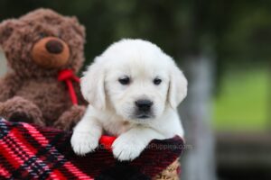 Image of Logan, a Golden Retriever puppy