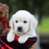 Image of Logan, a Golden Retriever puppy