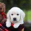 Image of Logan, a Golden Retriever puppy