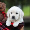 Image of Logan, a Golden Retriever puppy