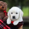 Image of Logan, a Golden Retriever puppy