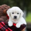 Image of Lollipop, a Golden Retriever puppy