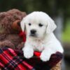 Image of Lollipop, a Golden Retriever puppy