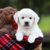Image of Lollipop, a Golden Retriever puppy