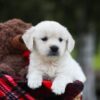 Image of Lollipop, a Golden Retriever puppy