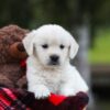 Image of Lollipop, a Golden Retriever puppy
