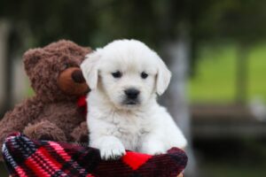 Image of Lollipop, a Golden Retriever puppy