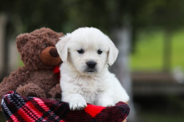 Image of Lollipop, a Golden Retriever puppy