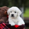 Image of Lollipop, a Golden Retriever puppy