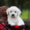 Image of Lollipop, a Golden Retriever puppy